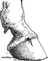 Horse Hoof, vintage engraving vector