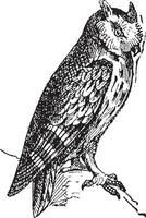 Scops owl perched on branch, vintage engraving. vector