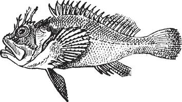 Rockfish or Stonefish, vintage engraving. vector