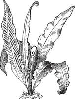 Hart's Tongue Fern or Asplenium scolopendrium, vintage engraving vector