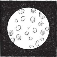 higo. 2. blanco sangre células o leucocitos, Clásico grabado. vector