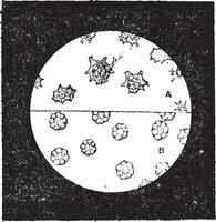 Fig. 6. A. Colorless cells of the mussel. B. Blood cells of slug, vintage engraving. vector