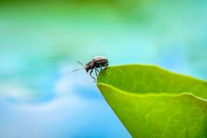 minúsculo insecto encaramado en verde hoja en jardín foto