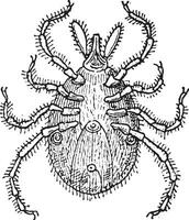 Tick, vintage engraving vector