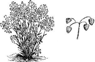 Habit and Small Panicle of Flowers of Briza Minor vintage illustration. vector