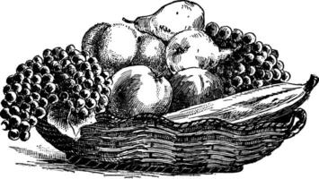 Fruit Basket vintage illustration. vector