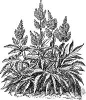 Astilbe Japonica vintage illustration. vector