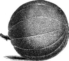 bordado mercado melón Clásico ilustración. vector