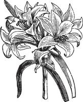 Belladonna Lily vintage illustration. vector