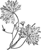 Small Geranium vintage illustration. vector