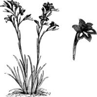 Habit and Detached Single Flower of Gladiolus Cardinalis vintage illustration. vector