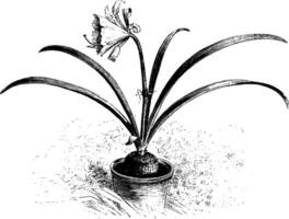 Hymenocallis Andreana vintage illustration. vector