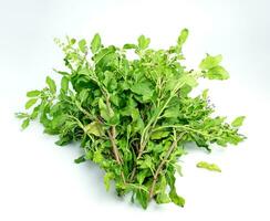 Bunch of basil leaves herb on white background photo