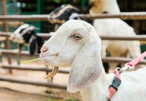 Baby sheep eating grass photo