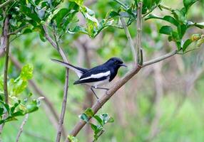 oriental urraca Robin, copsico saularis, pájaro sostener foto