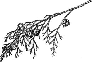 Branch of Nootka Cypress vintage illustration. vector
