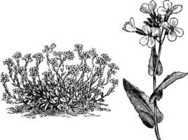 Arabis Alpina Habit and Flowers vintage illustration. vector