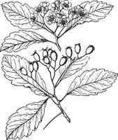 Crataegus Tomentosa vintage illustration. vector