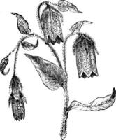 Upper Portion of Flowering Stem of Campanula Puncata vintage illustration. vector