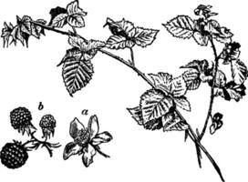 blackberries, Botany, branch, common, bramble, flower, plant, fruit, leaves, stem vintage illustration. vector