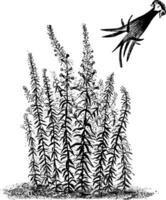Habit and Detached Single Flower of Linaria Vulgaris Peloria vintage illustration. vector