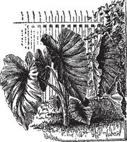 Colocasia Antiquorum Esculenta vintage illustration. vector