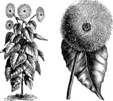 Habit and Detached Single Flower Head of a Sunflower vintage illustration. vector