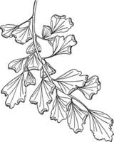 Pinna of Adiantum Capillus-Veneris vintage illustration. vector