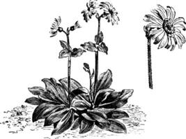 hábito y cabeza de flor de árnica Montana Clásico ilustración. vector