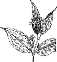 arbusto madreselva Clásico ilustración. vector