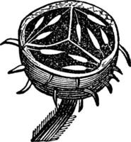 ilustración vintage de grosella espinosa. vector