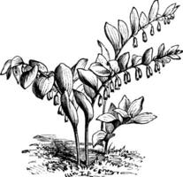 Polygonum Japonicum vintage illustration. vector