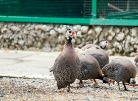 Group turkey gobbler photo