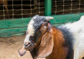 Young brown white sheep in farm photo