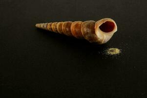 a shell with sand on it and a red liquid photo