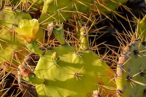 un cactus planta con amarillo flores y agujas foto