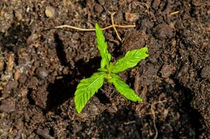 un pequeño planta creciente en el suciedad foto