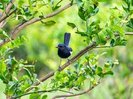 oriental urraca Robin, copsico saularis, pájaro sostener en rama foto