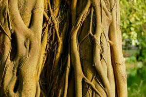 the trunk of a tree with many branches photo