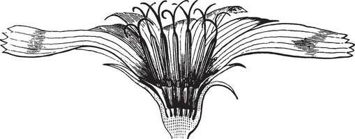 achicoria, flor, dividido, longitudinalmente, engrandecido Clásico ilustración. vector