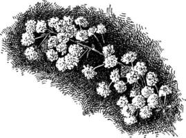 Spiraea Prunifolia vintage illustration. vector