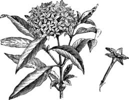 Flowering Branch and Detached Flower of Pentas Carnea vintage illustration. vector