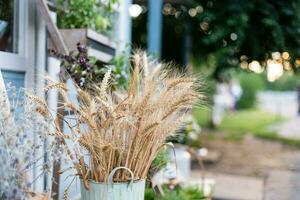 Background spikelets of wheat used to decorate the room photo