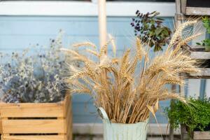 Background spikelets of wheat used to decorate the room photo