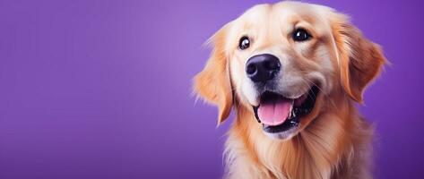 ai generado un de cerca retrato de un dorado perdiguero perrito en un púrpura antecedentes foto