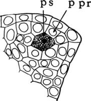 Microspore Cells vintage illustration. vector
