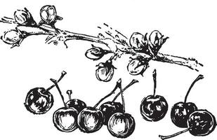 Nine Cherries vintage illustration. vector