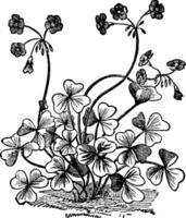 flower, leaf, Oxalis, Boweii, plant, shrub, lobes vintage illustration. vector