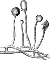 Angioridium sinuosum vintage illustration. vector