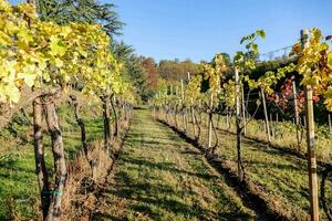 a rows of vineyard with of vines and trees photo